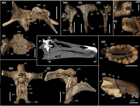 Cranial material of Ceratosuchops inferodios Peter Montgomery