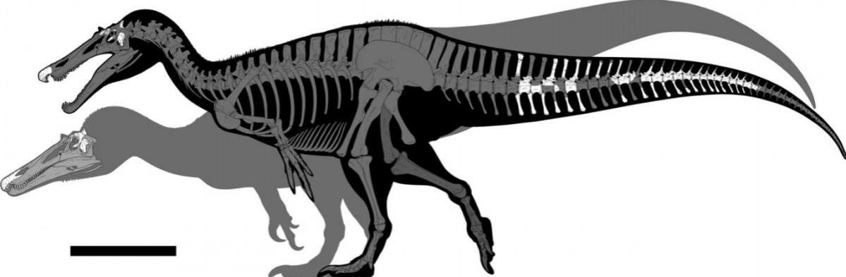 Known material referred to the baryonychines Ceratosuchops inferodios (rear) and Riparovenator milnerae (front) recovered at Chilton Chine (Isle of Wight, UK). White bones represent recovered elements. The arrangement of the elements in the caudal series is estimated; their relative position in the true series, and relationship with respect to each other (bar for those of the largely articulated mid-caudal series), are estimated Dinosaur