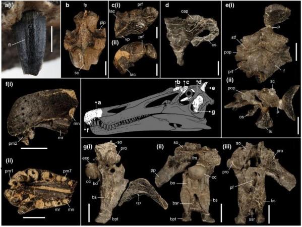 Cranial material of Riparovenator milnerae Dinosaur