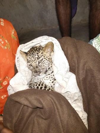 A leopard cub was rescued from Aarey's previously proposed metro car shed area on Tuesday A leopard cub was rescued from Aarey's previously proposed metro car shed area