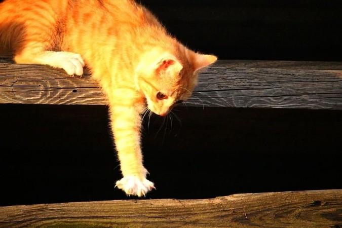Cat stuck