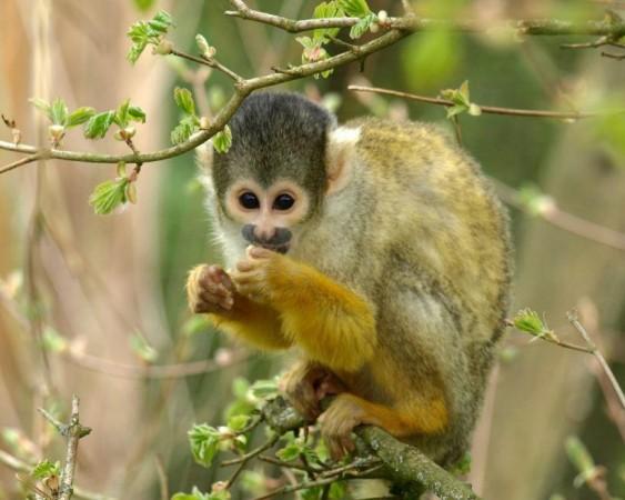 A squirrel monkey (Representational Picture) Monkey