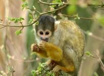 Monkey
