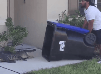 Alligator