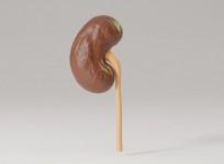 Kidney