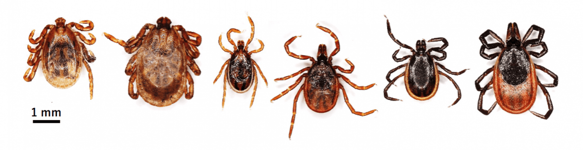 Three major species of ticks distribute in Hokkaido, Japan. From left, Haemaphysalis megaspinosa male and female, Ixodes ovatus male and female, and Ixodes persulcatus male and female. Ticks