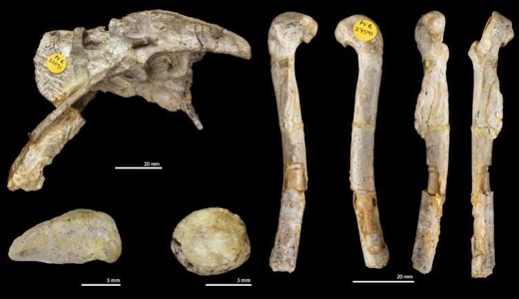 The fossilised bones of Pendraig milnerae were mistaken for another species for many years New Dinosaur
