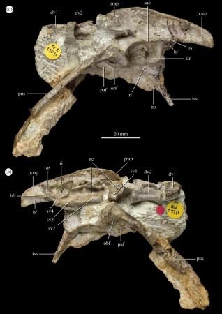 Pelvis and vertebrae of P. milnerae (a) left lateral view and (b) right lateral view. New fossil