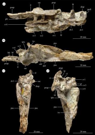 Pelvis and vertebrae of P. milnerae (a) dorsal view, (b) ventral view, (c) anterior view and (d) posterior view New fossil