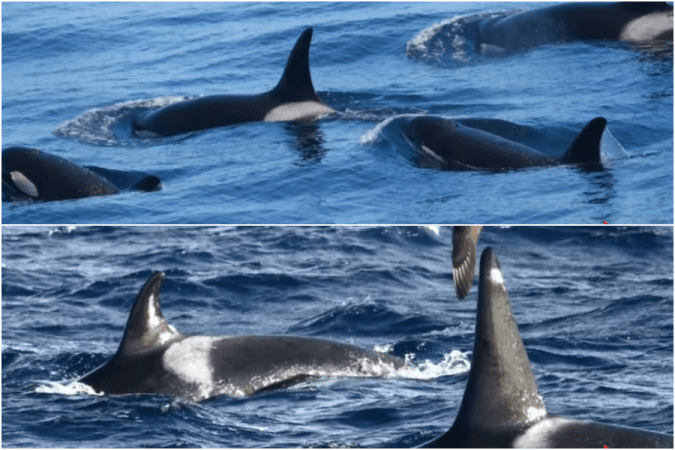 Whales killer whales