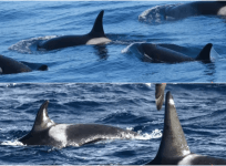 killer whales