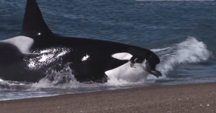 Youtube screenshot killer whale