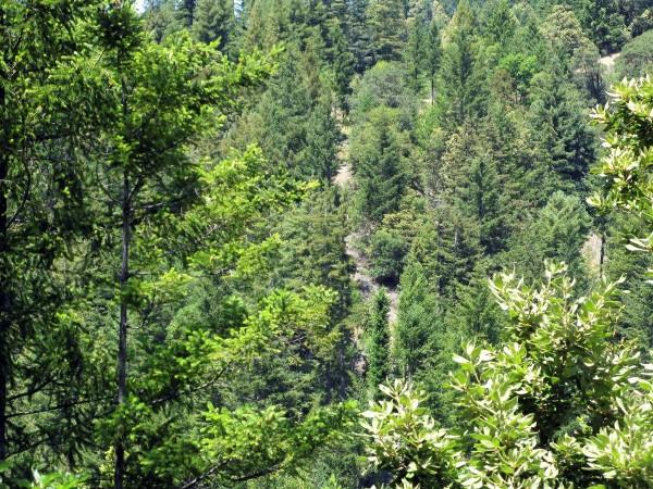 Picture for representational purpose Forest woods