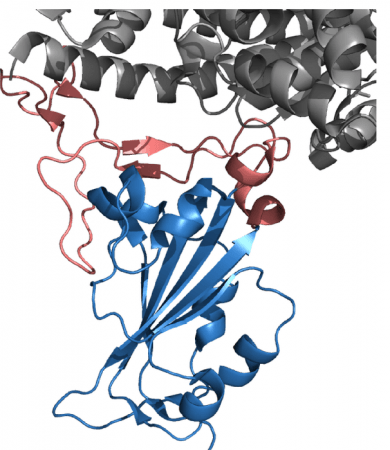 The SARS-CoV-2 spike protein drives the virus's entry into cells because its receptor-binding domain—consisting of a head region (red) and a core region (blue)—binds to the human ACE2 protein (gray) Coronavirus