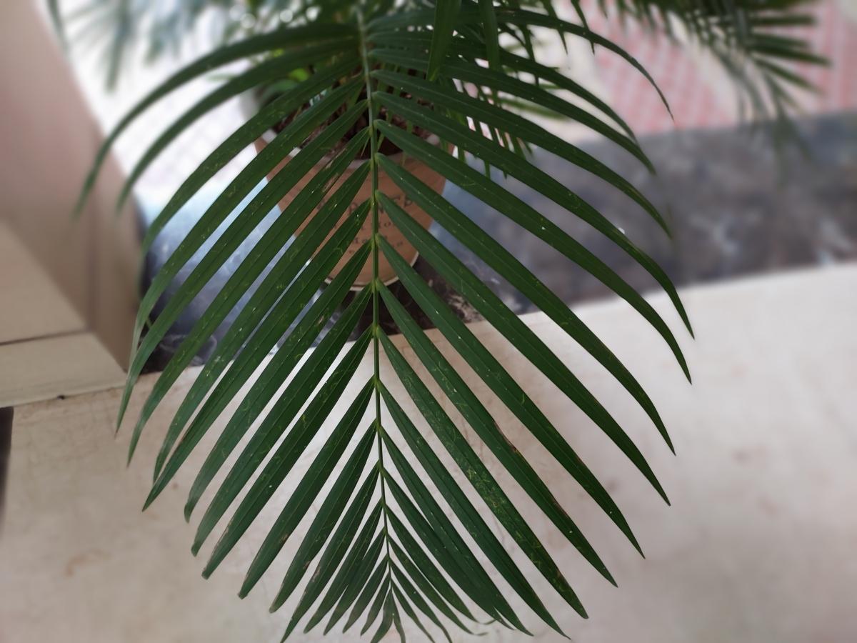 Samsung Galaxy M52 5G camera sample