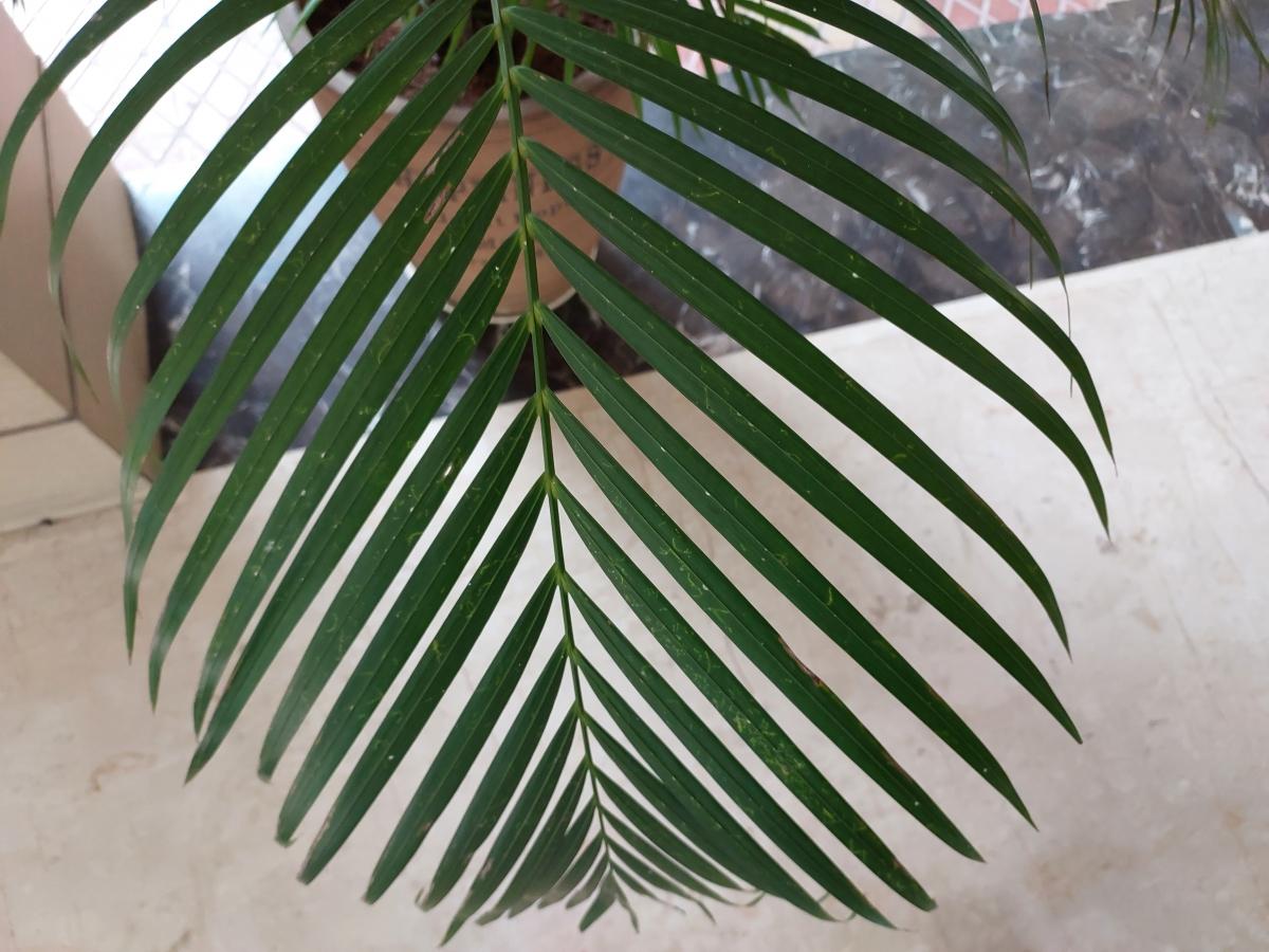 Samsung Galaxy M52 5G camera sample