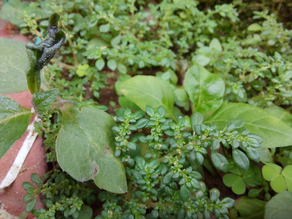 Samsung Galaxy M52 5G camera sample