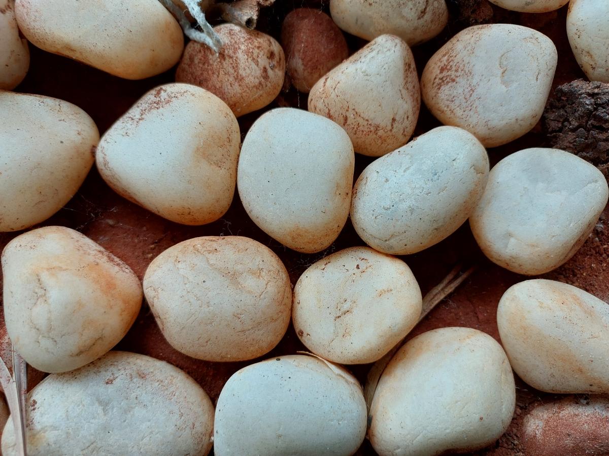 Samsung Galaxy M52 5G camera sample