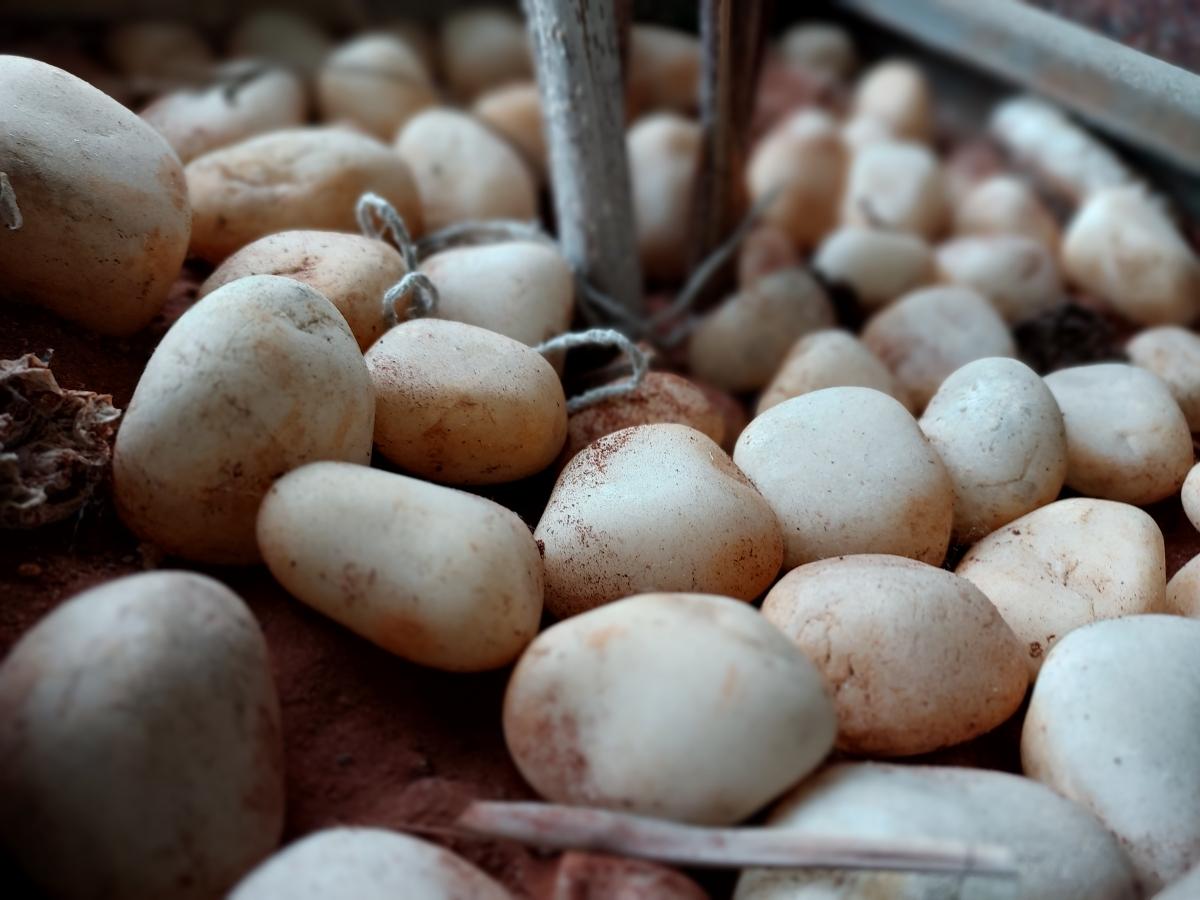 Samsung Galaxy M52 5G camera sample