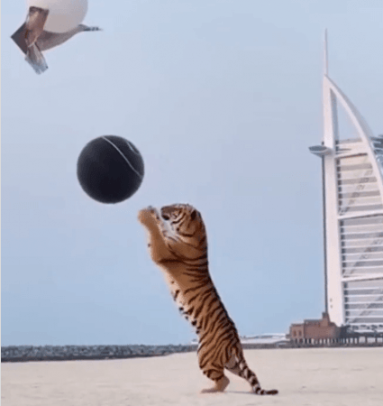 A tiger used in a gender reveal in Dubai Tiger gender reveal