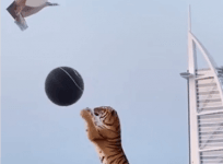 Tiger gender reveal