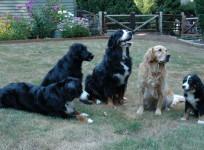 Dogs