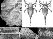 The fossilized appendages of the sea scorpion, accompanied by an artist's recreation.