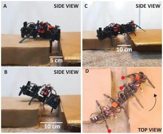 The most common failure modes of gap traversal experiments. A single robot attempted to traverse (A). 5 cm and (B).10 cm gaps. The legs on the first segment lost the ground contact and the robot became stuck and/or the body flipped. (C-D). Two chained robots attempted to traverse 10 cm gap. The left legs of the first two segments of the robot lost the ground contact leading to body turning New Robot