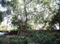 tree felling