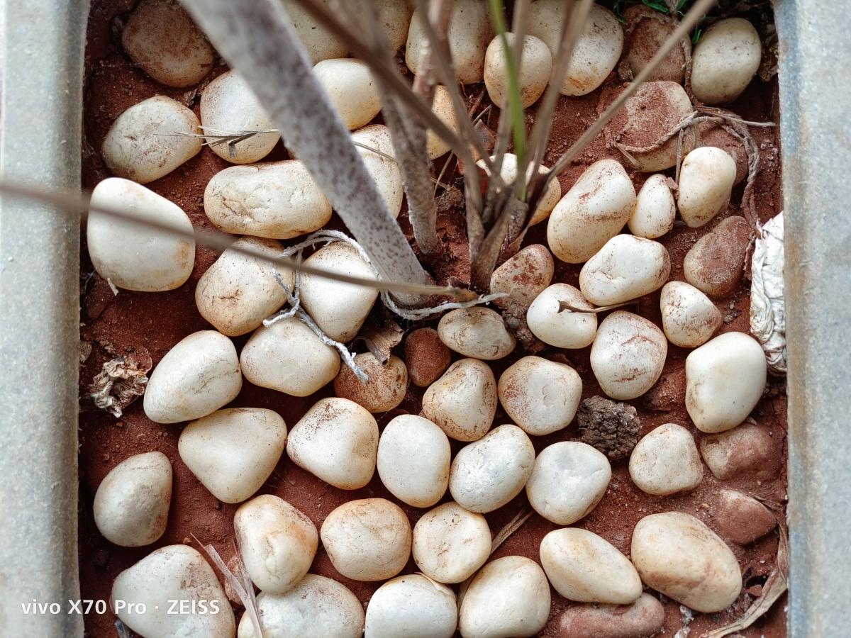 Vivo X70 Pro camera sample Vivo X70 Pro camera sample