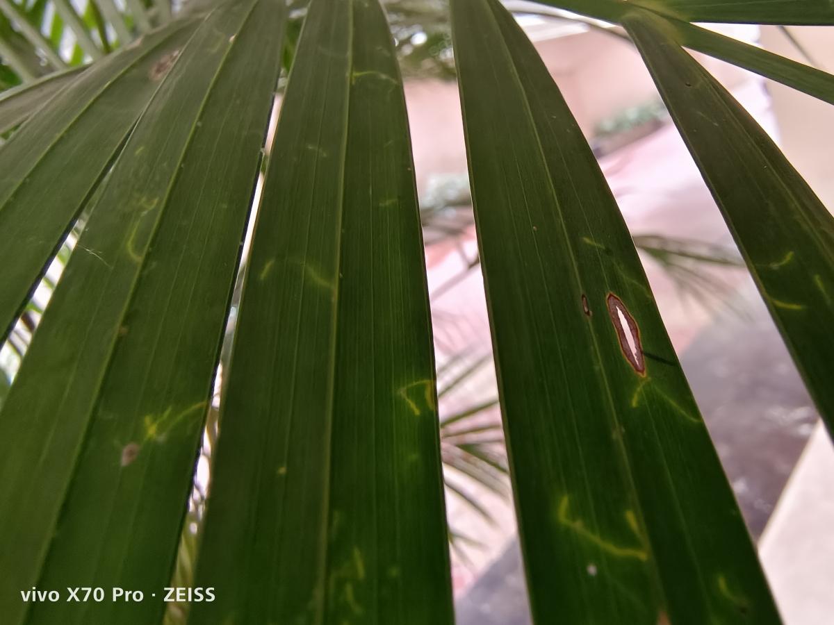 Vivo X70 Pro camera sample: Macro Vivo X70 Pro camera sample