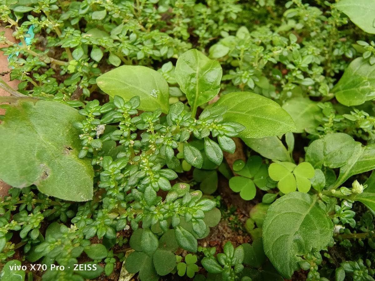 Vivo X70 Pro camera sample: Macro Vivo X70 Pro camera sample