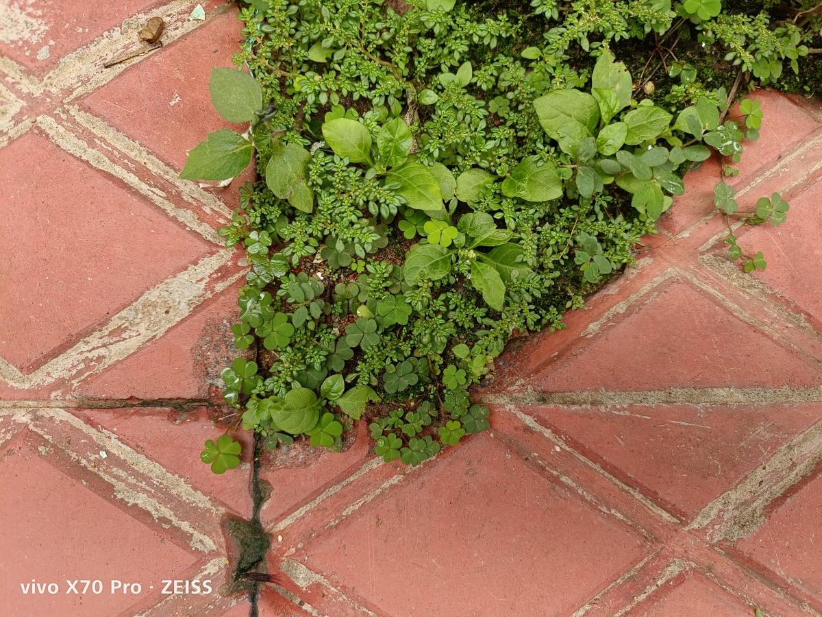 Vivo X70 Pro camera sample Vivo X70 Pro camera sample