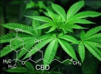 Marijuana