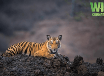 Poster of the wildlife documentary Wild Karnataka