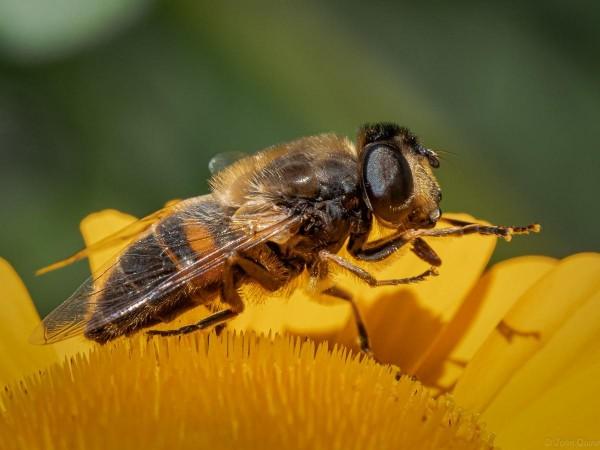 Apis mellifera (Representational Picture) Honeybee