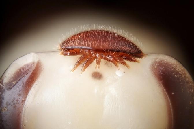 Female Varroa destructor on the head of a bee nymph Parasite