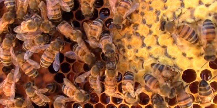 Honeybee allogrooming behaviour (upper left) and trophallaxis (feeding, centre) Honeybee