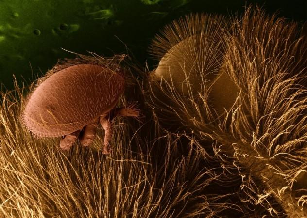 Varroa destructor on honeybee host (Representational Picture) Parasite