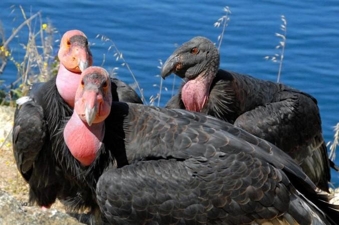California condor (Representational Pictures) California Condor