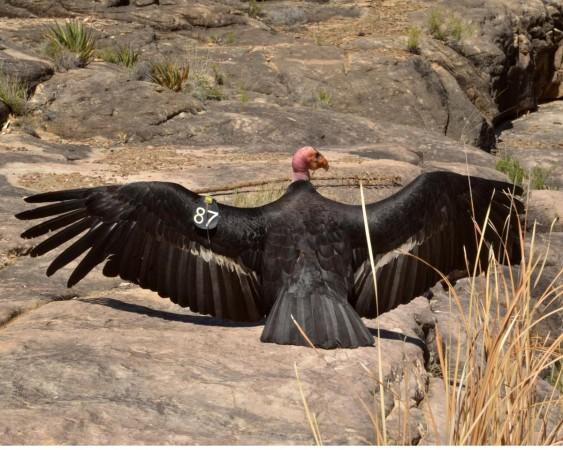 A California condor at Grand Canyon National Park (Representational Picture) California Condor