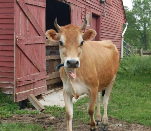 A cow (Representational Picture) Cow