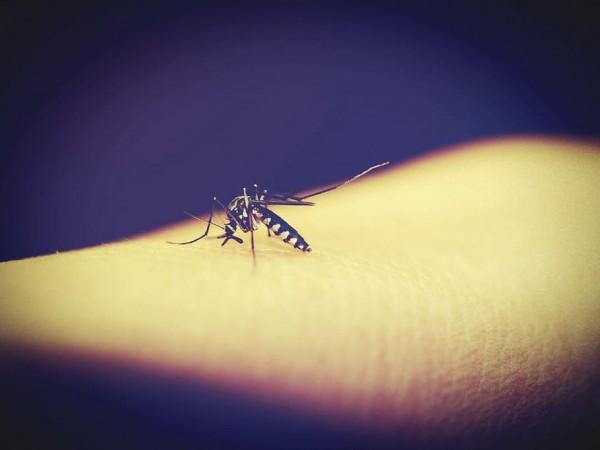 A mosquito biting a person (Representational Picture) Mosquito