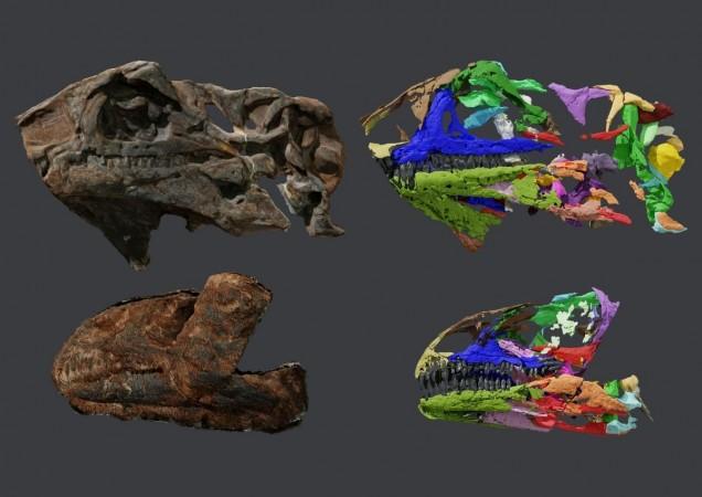 A 3D reconstruction of the Issi saaneq's skull New Dinosaur