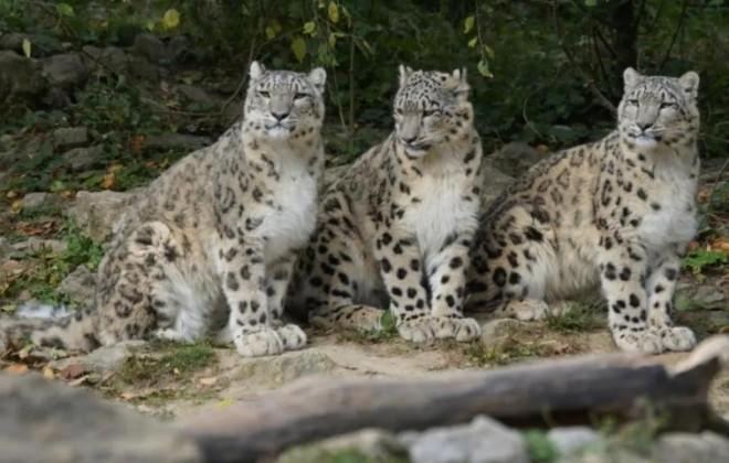 First-ever scientific census finds 718 Snow Leopards in India; 477 in ...