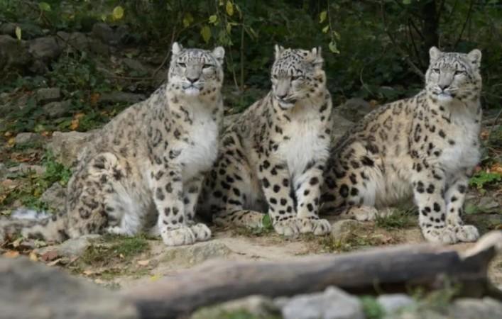 snow leopards