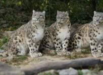 snow leopards