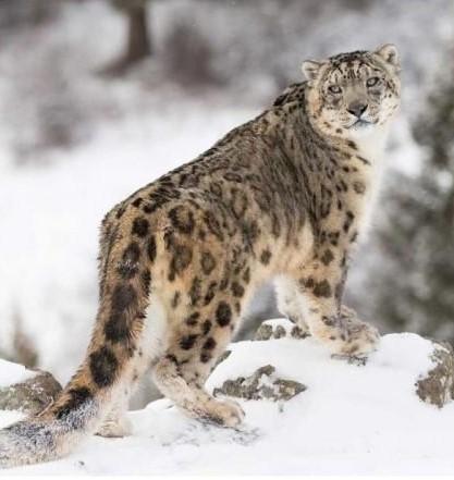 First-ever Scientific Census Finds 718 Snow Leopards In India; 477 In ...