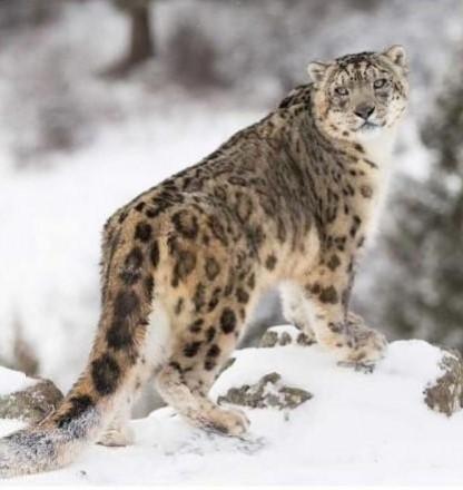 snow leopards