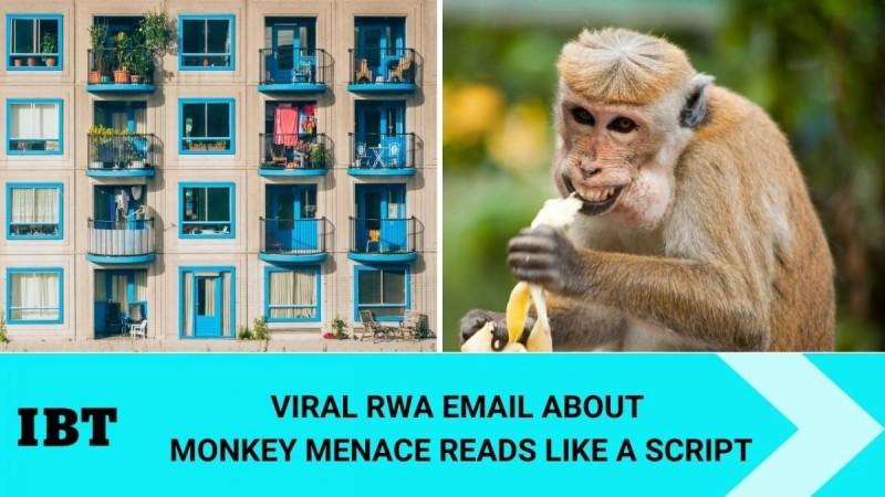 Monkey